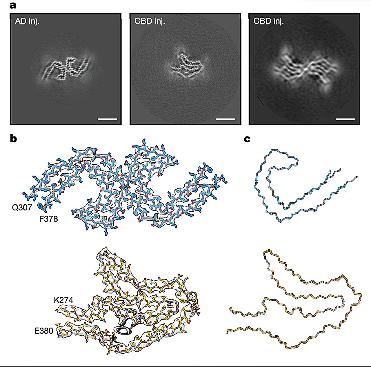 Human tau seeds make mouse tau copy disease-specific folds