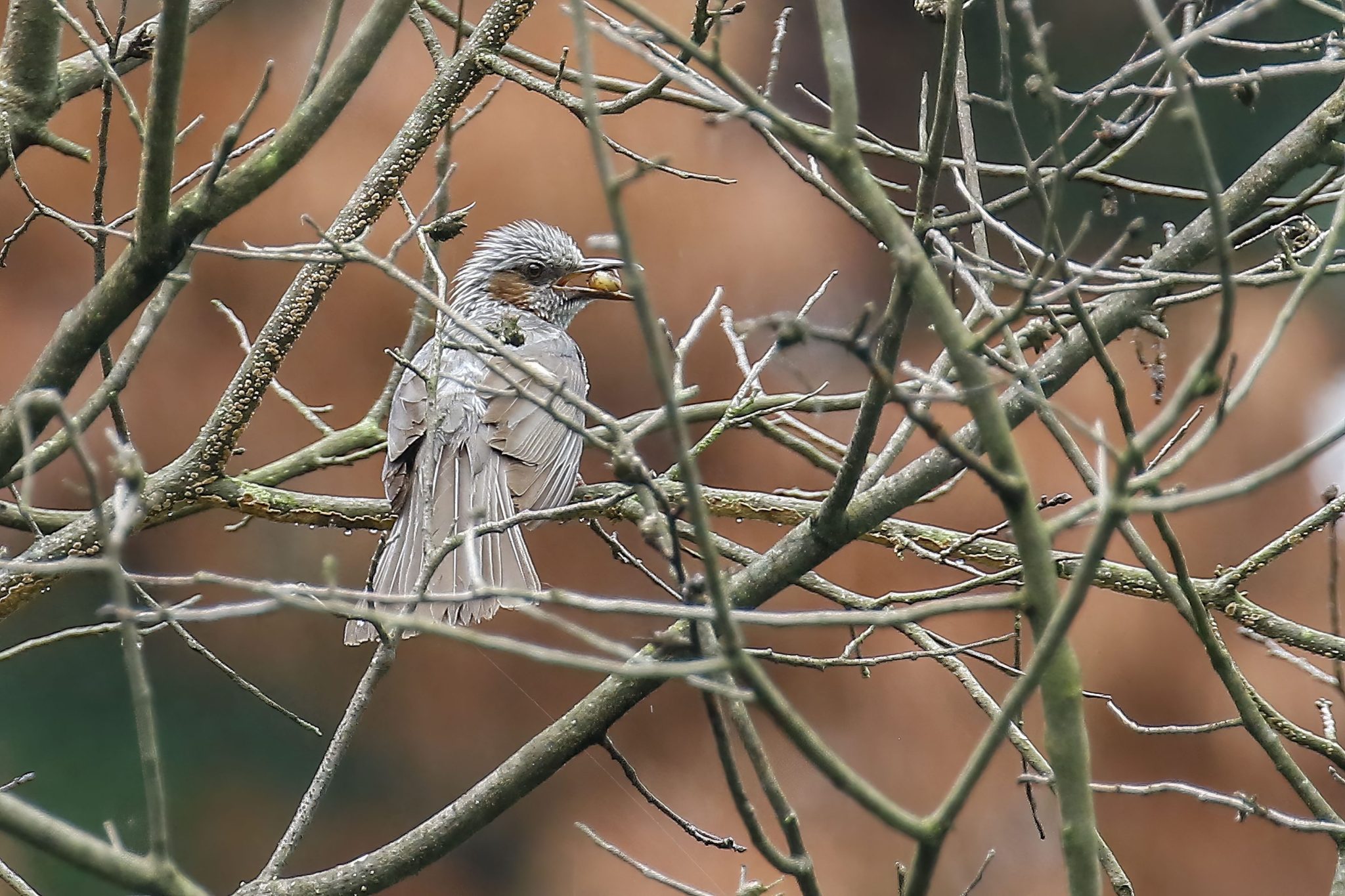 Birding health benefits draw attention from psychologists