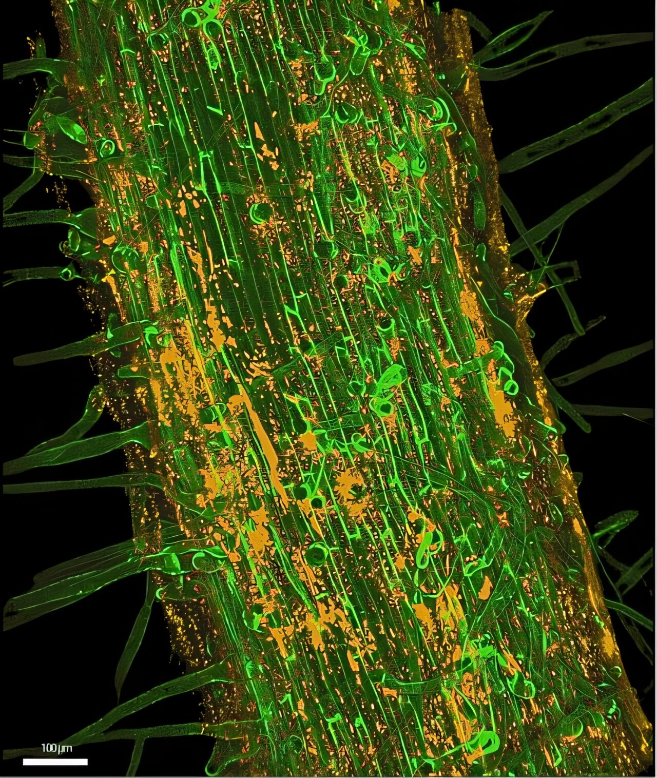 Soil bacteria lower their signal threshold when phosphorus runs short