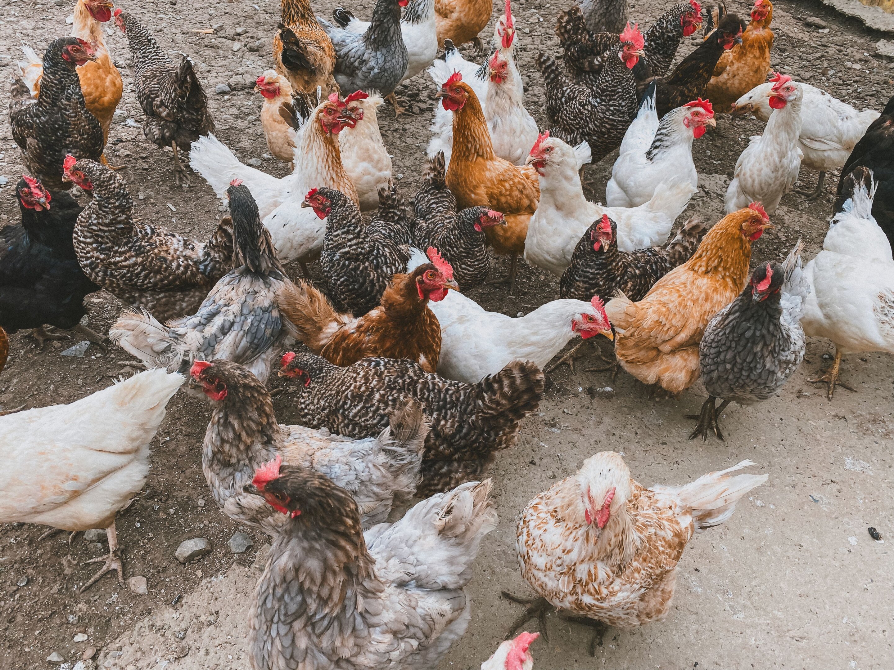 One gene helps explain chickens’ many plumage colors