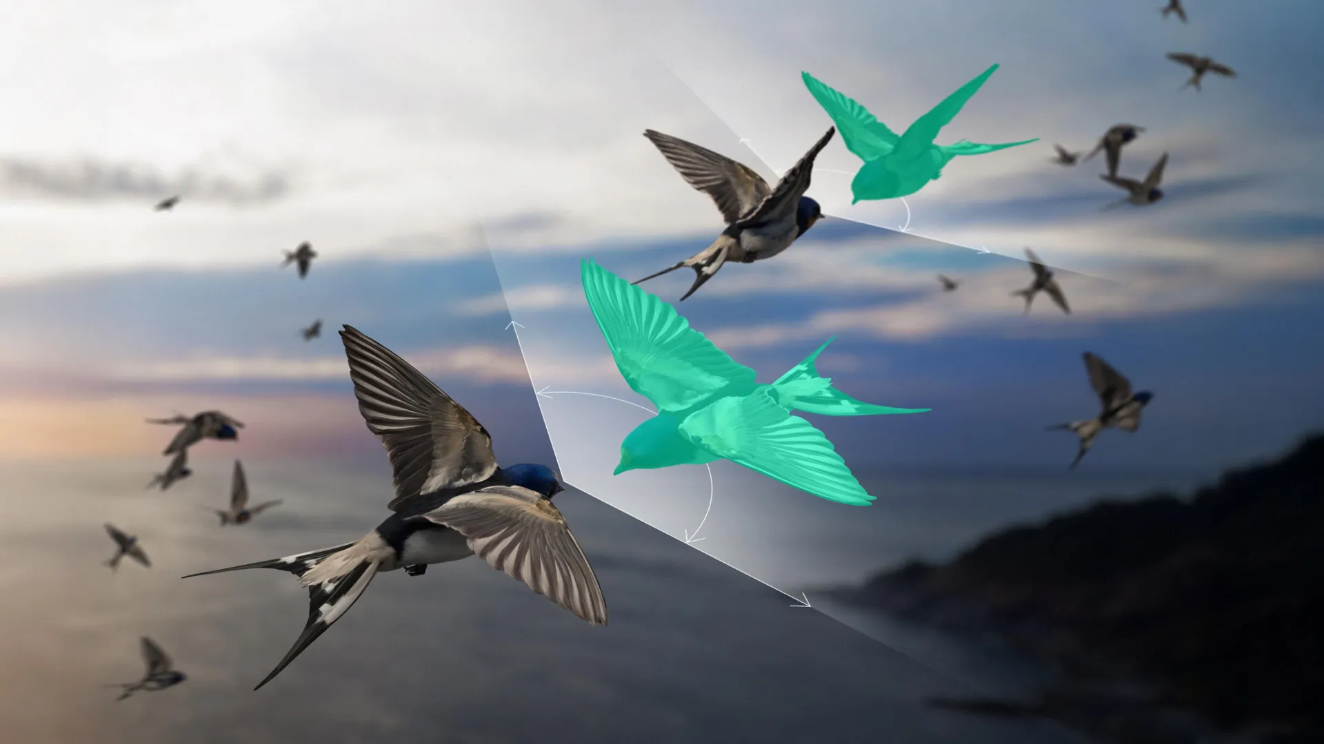 New physics model explains one-way interactions in bird flocks