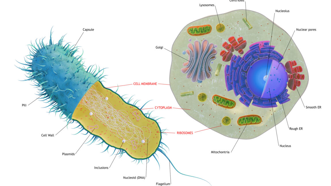 Study finds early complex cells drew genes from several microbial groups