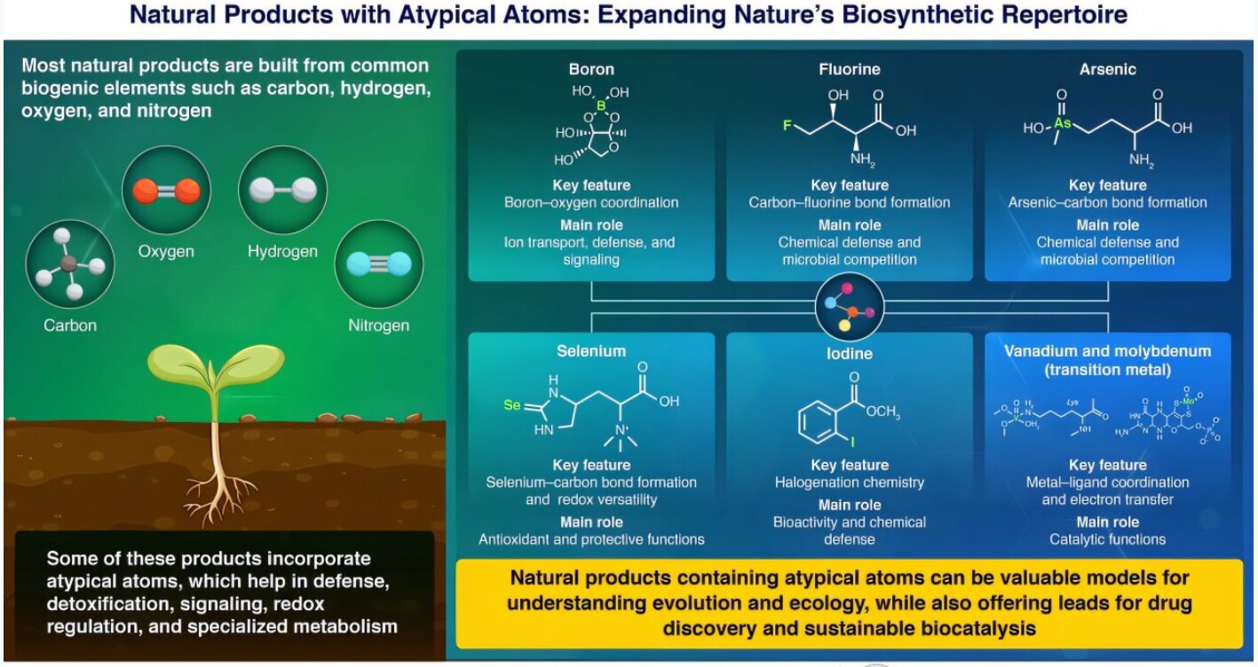 Atypical atom natural products review maps biomedical promise