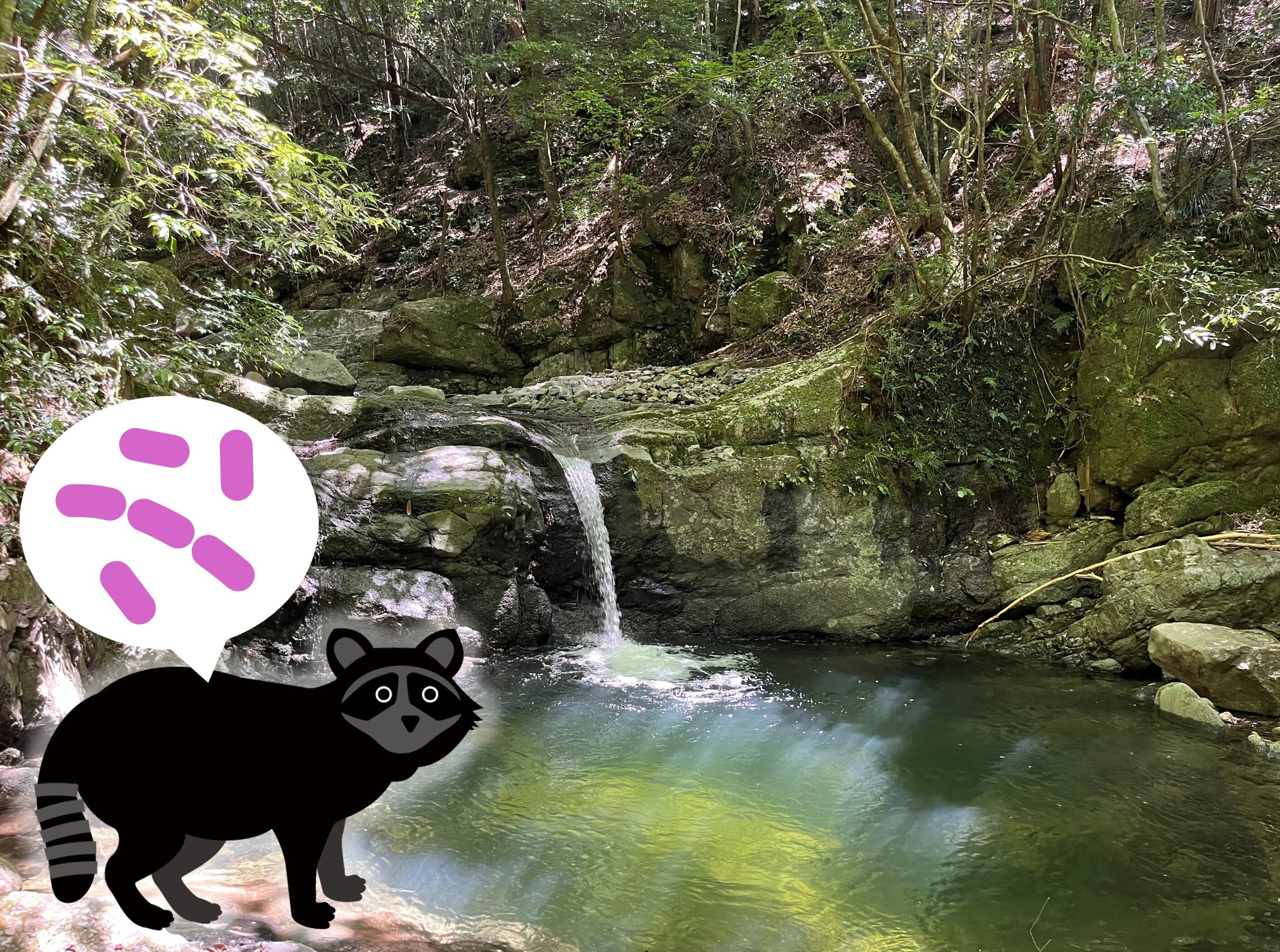 Study ties invasive raccoons to bacteria found in Osaka rivers