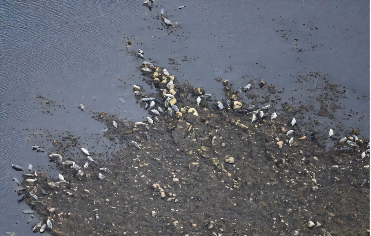 Scotland seal census finds harbor seals at 30-year low