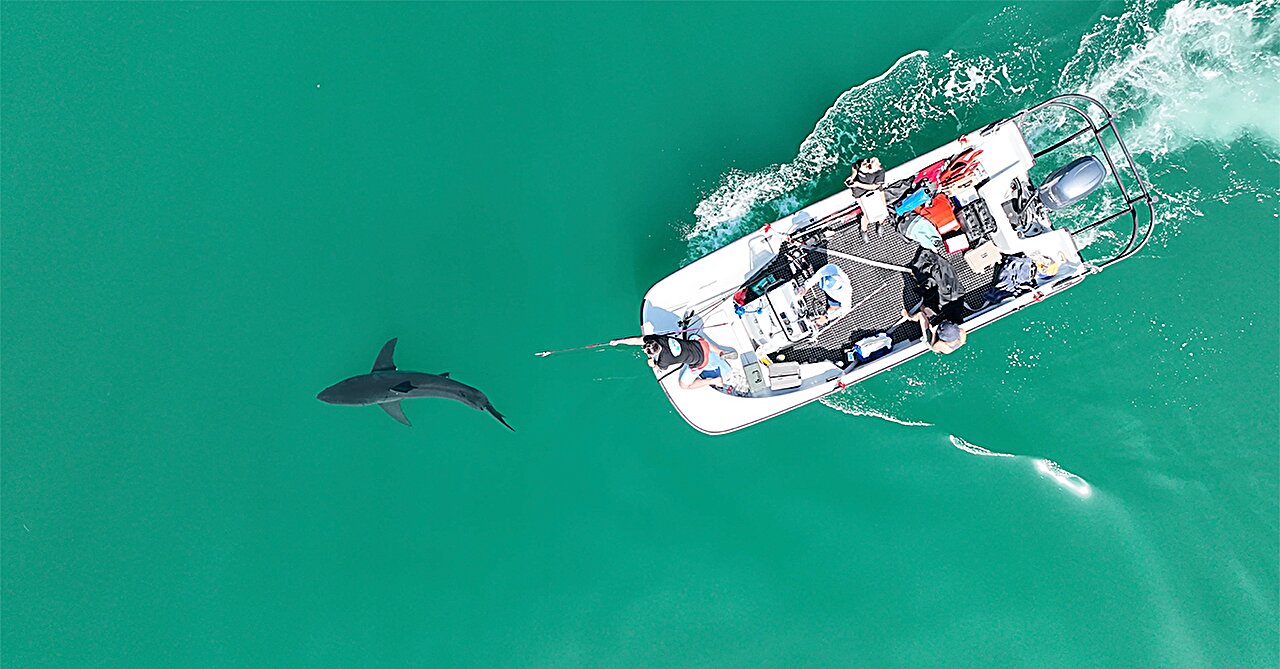 Great white sharks left nursery during Storm Hilary, study says