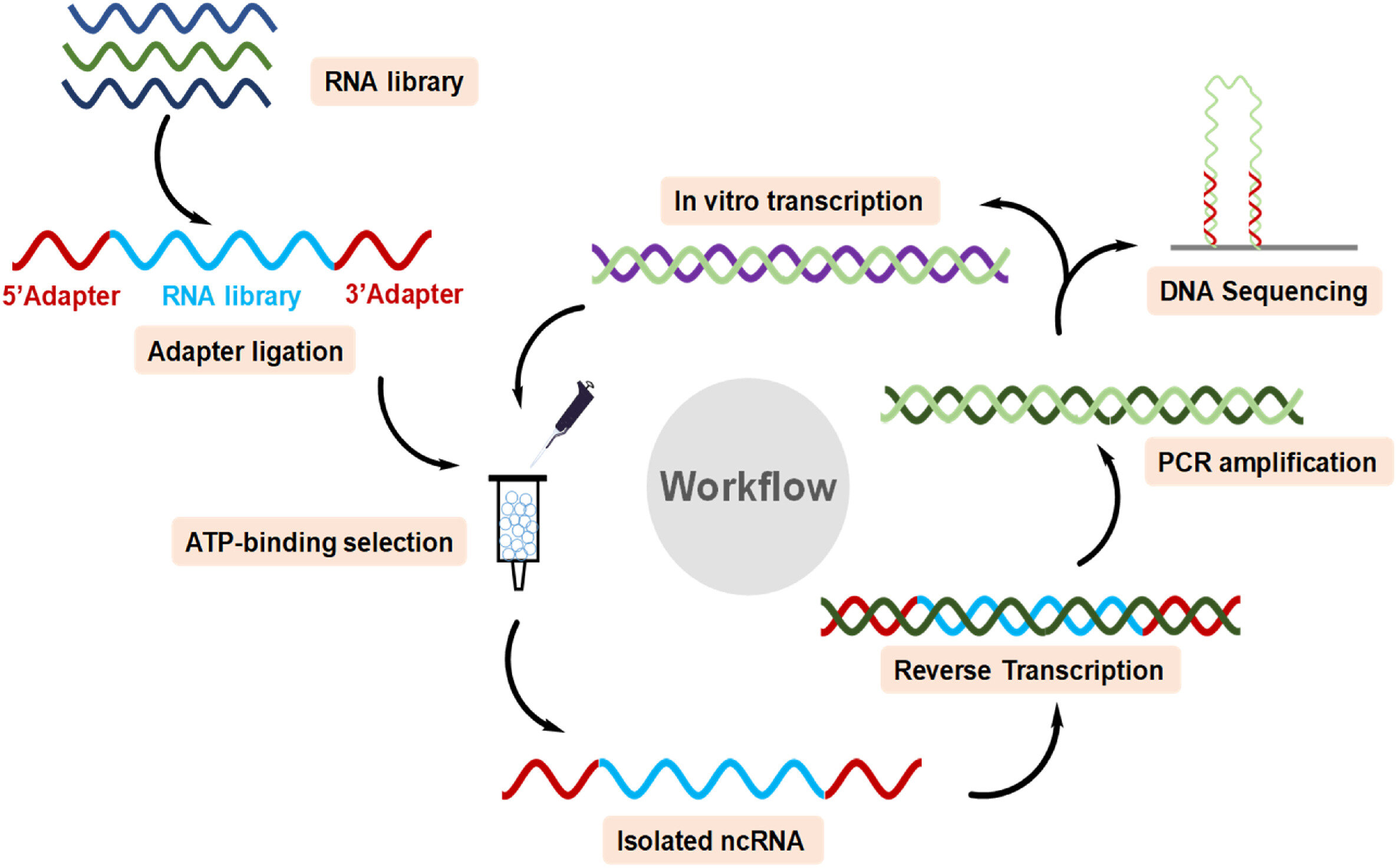 Human RNA ATP binding discovery advances search for natural ATPase