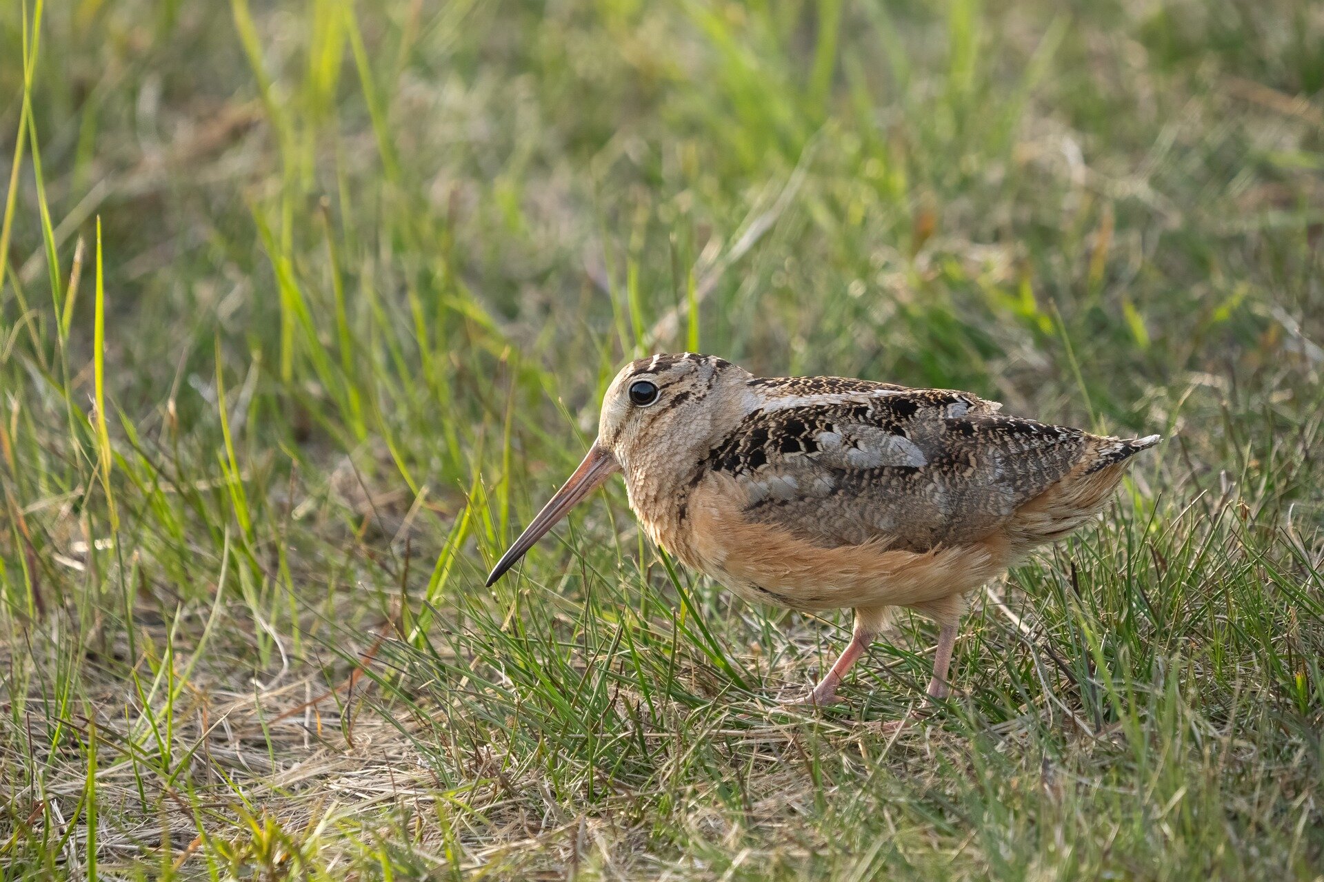 Woodcock hens seen charging deer near nests in rare footage