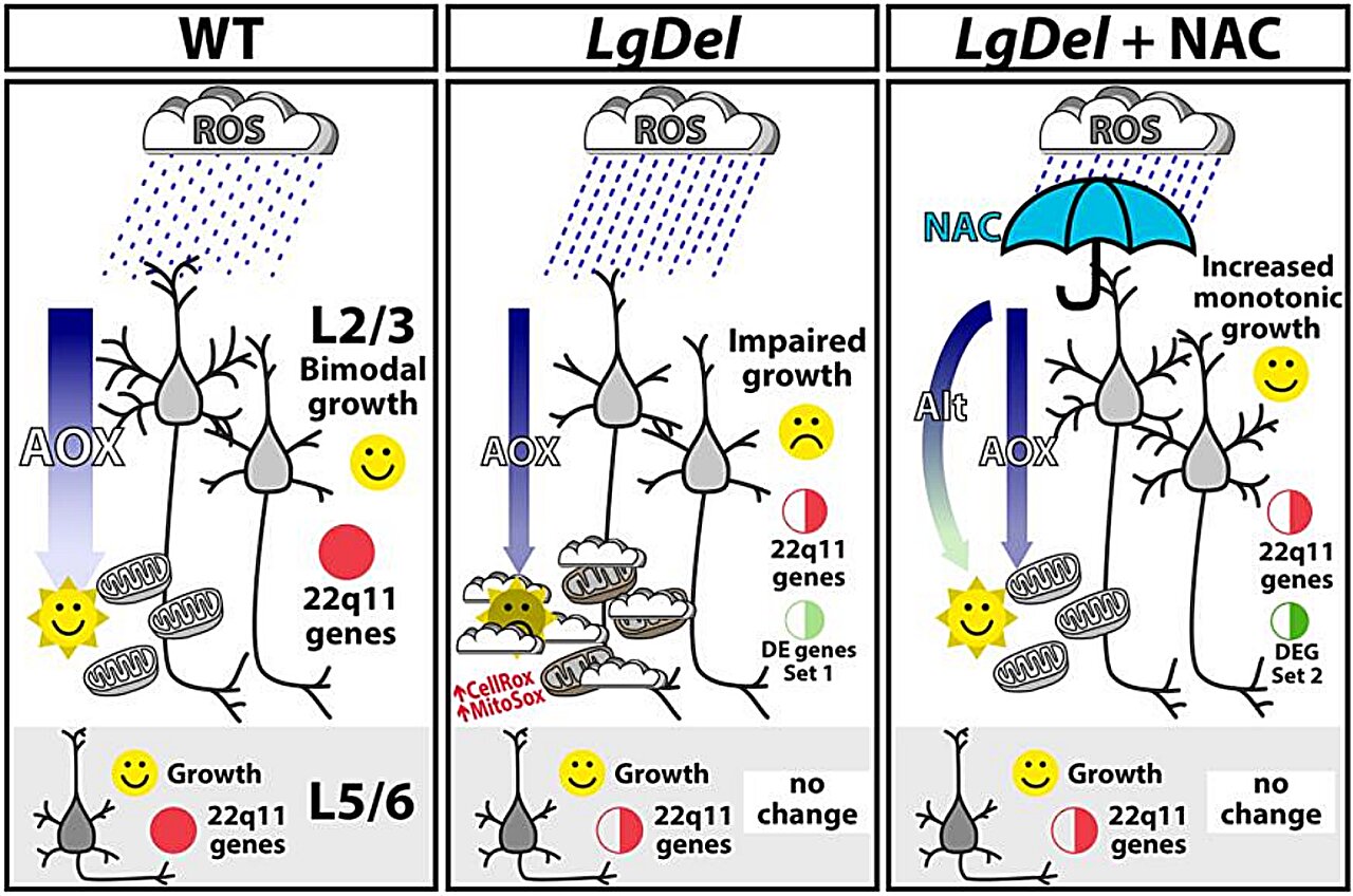 22q11.2 deletion NAC therapy redirects neuron growth in mice