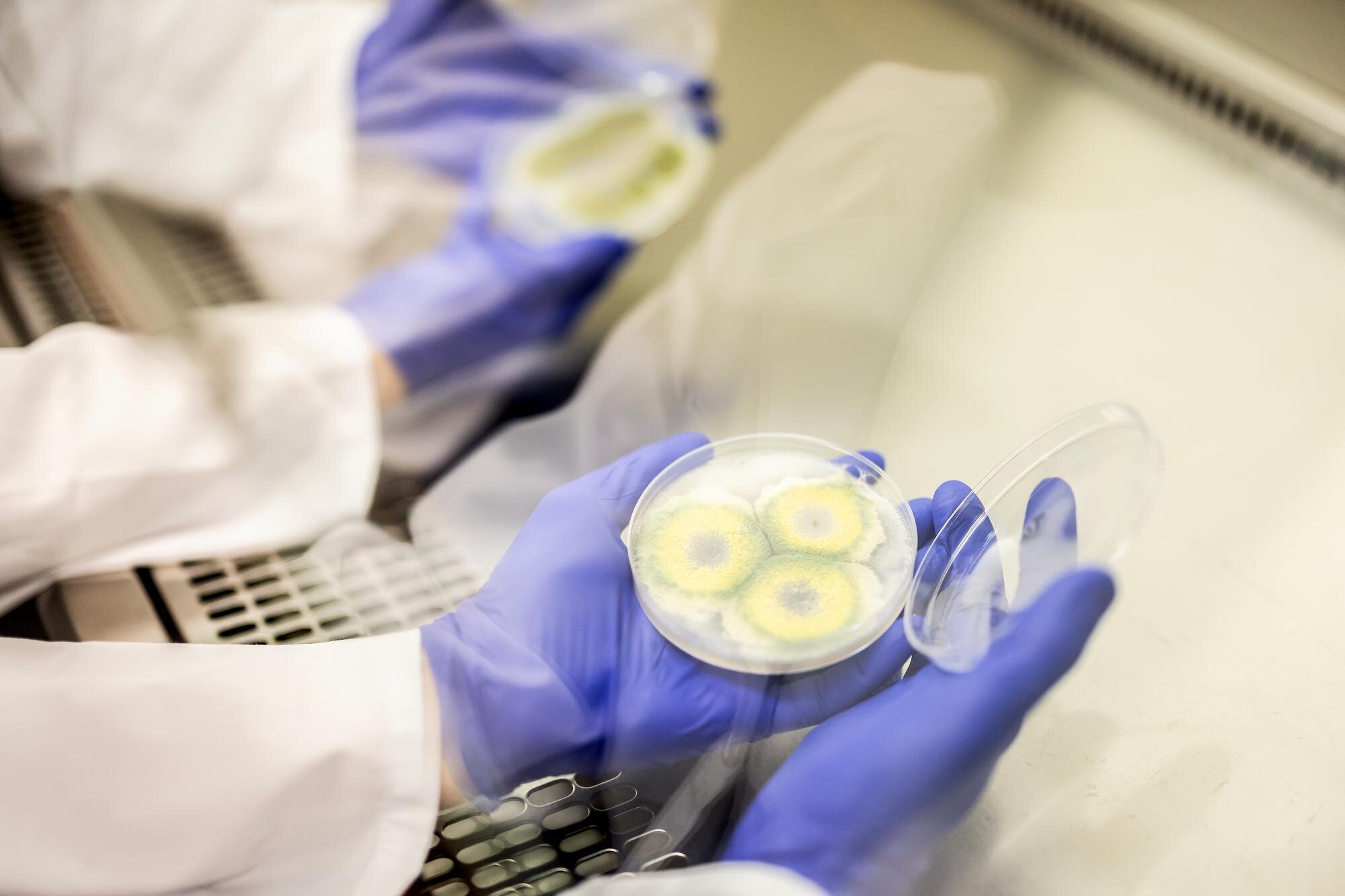 Fungal genome editor reveals new molecules with early anticancer activity