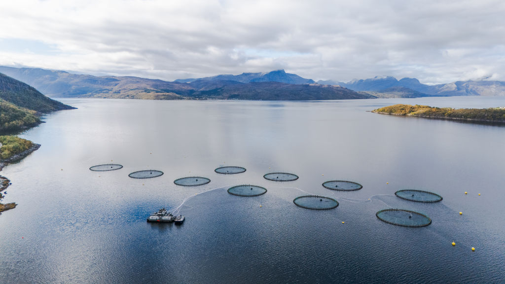 Farmed salmon omega-3 decline raises questions about fish guidance