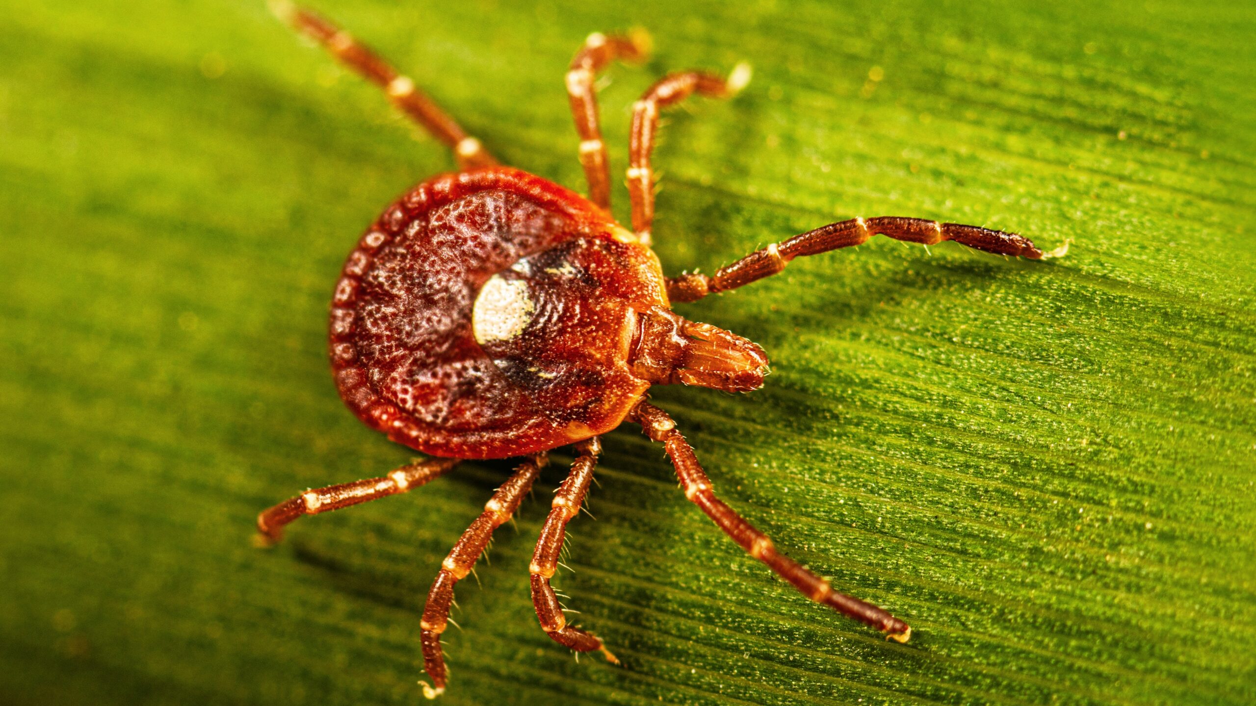 Tick-linked meat allergy marker appears common in parts of the US