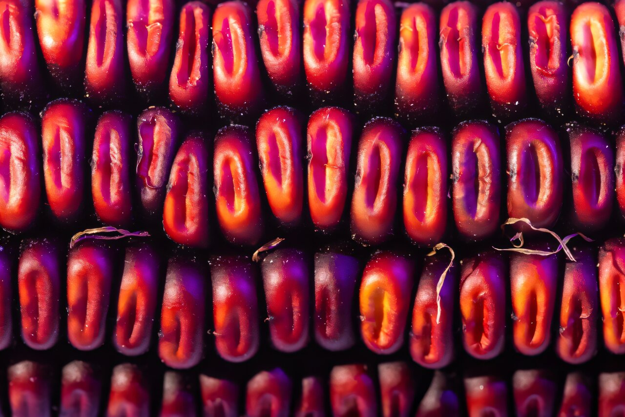 Purple corn food dye shows promise as stable natural colorant