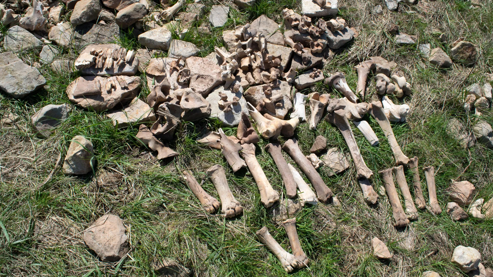 Drought likely drove hunters from ancient Montana bison site