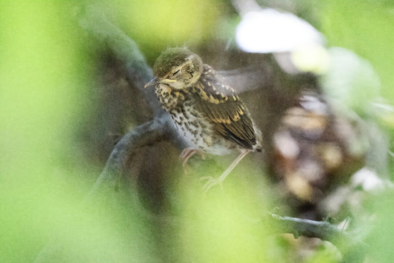 Heat waves are pushing wildlife past physiological limits