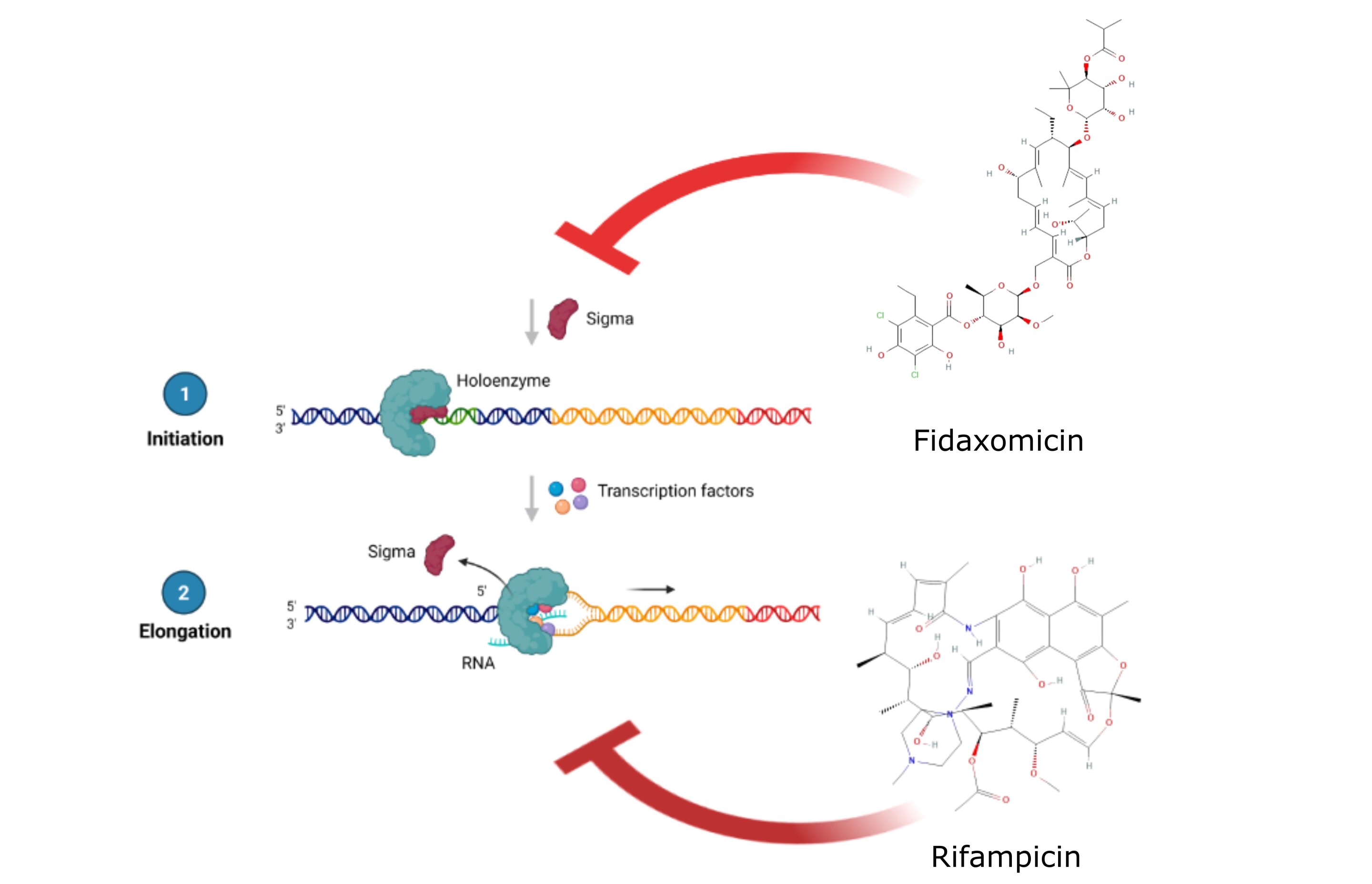 Researchers build screening tool for RNA-targeting antibiotics