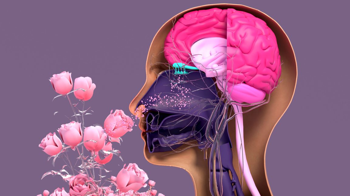 Smell loss draws new attention as research links it to brain health