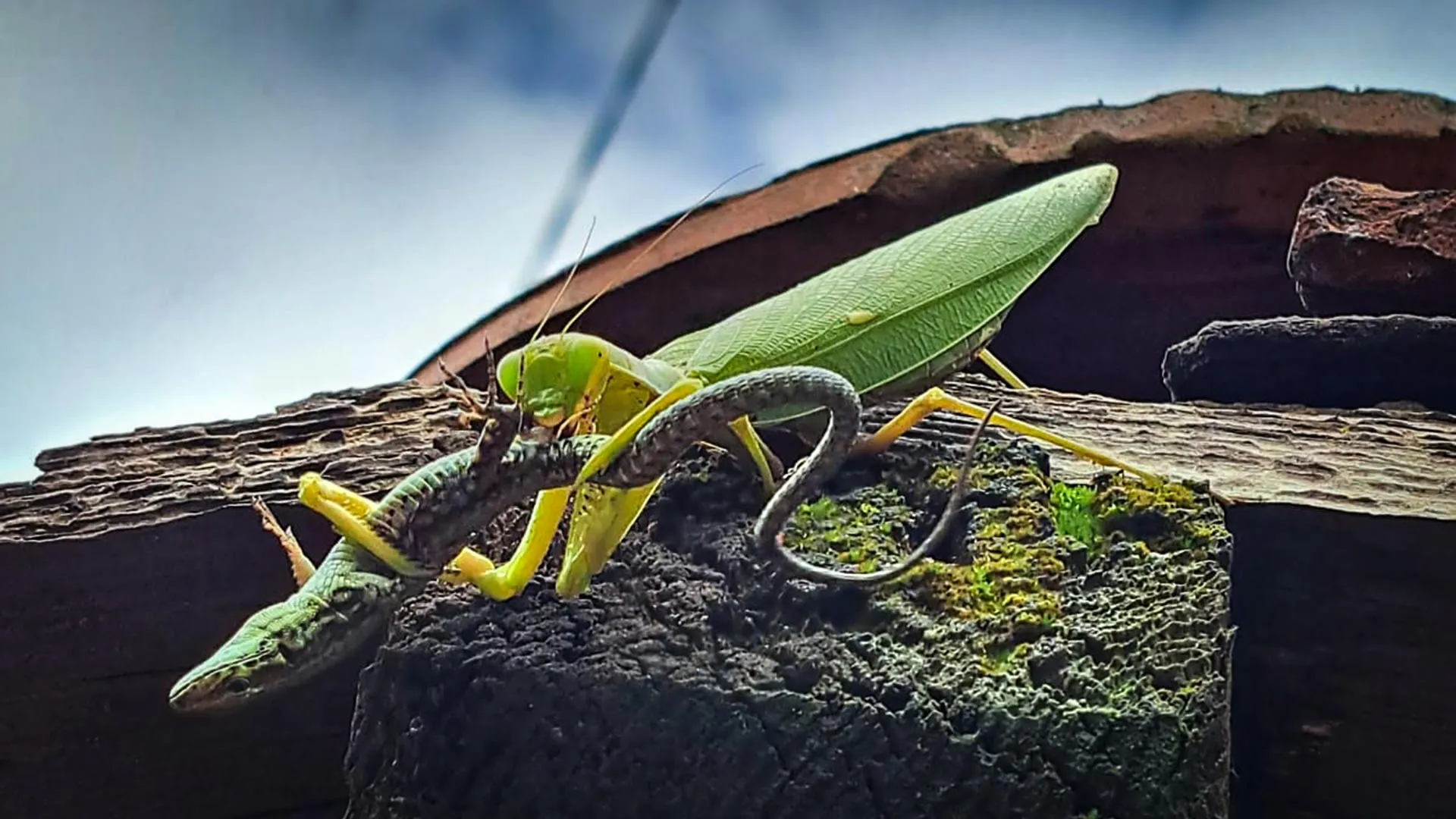 Asian mantises are classified as invasive in Europe
