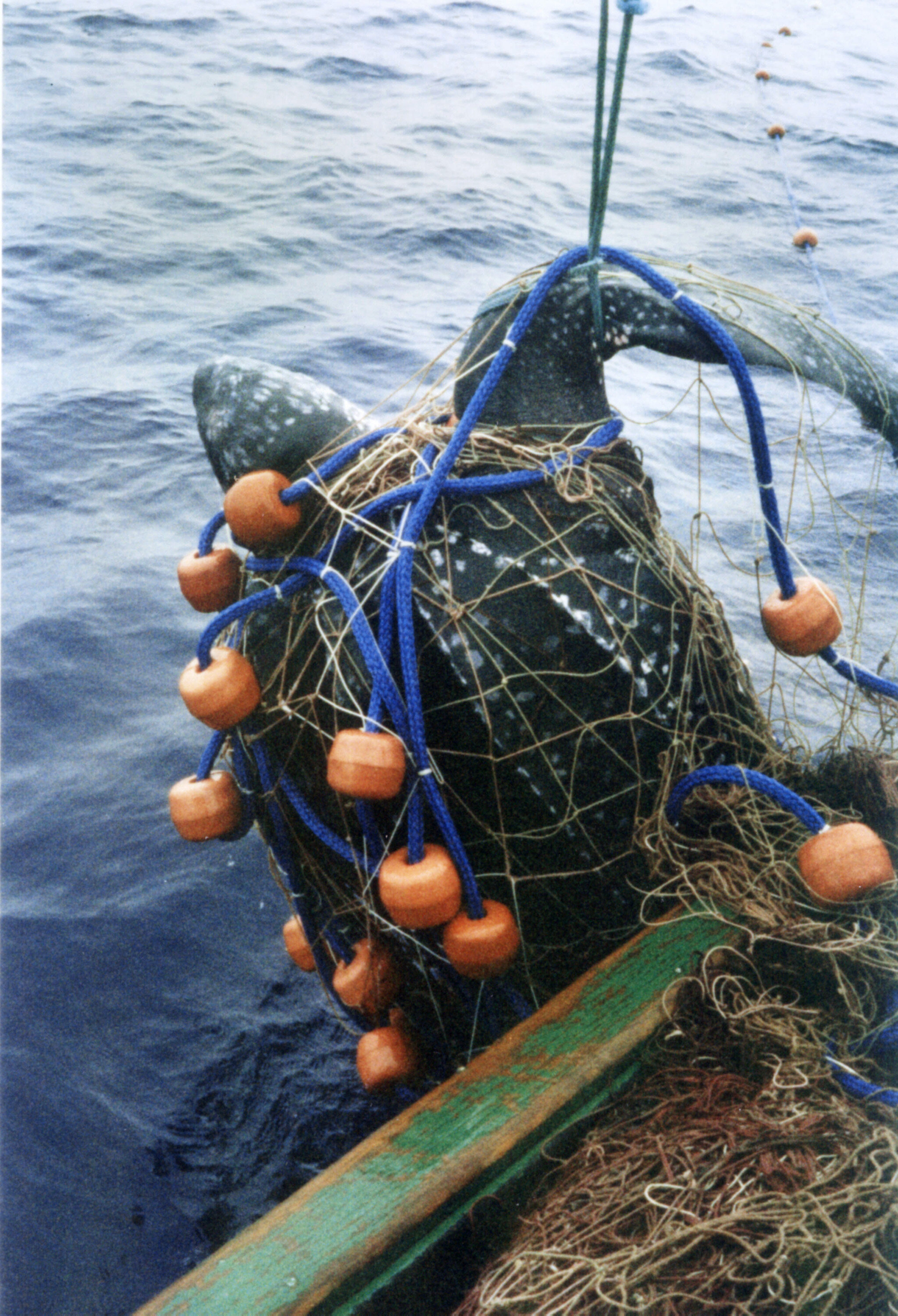Atlantic leatherback turtle alliance launches with Exeter lead
