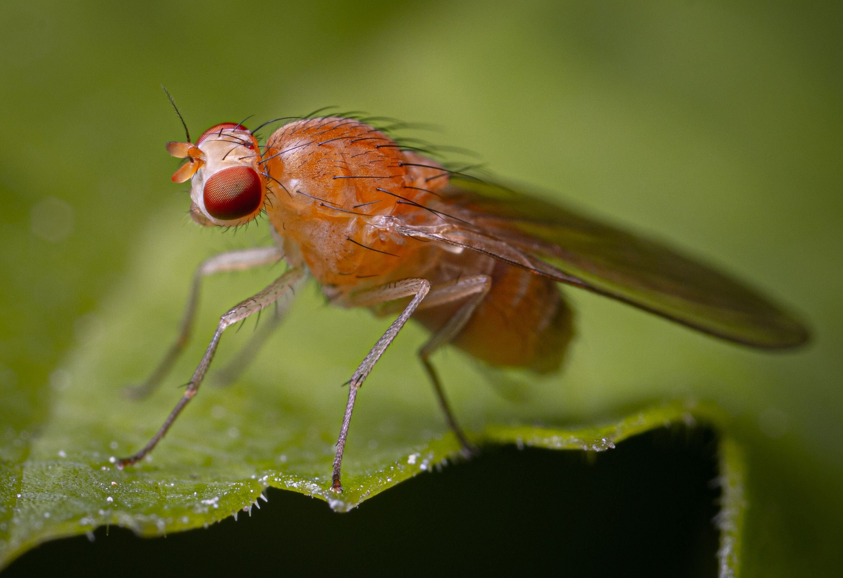 Mating changes how cholesterol affects male fruit fly lifespan
