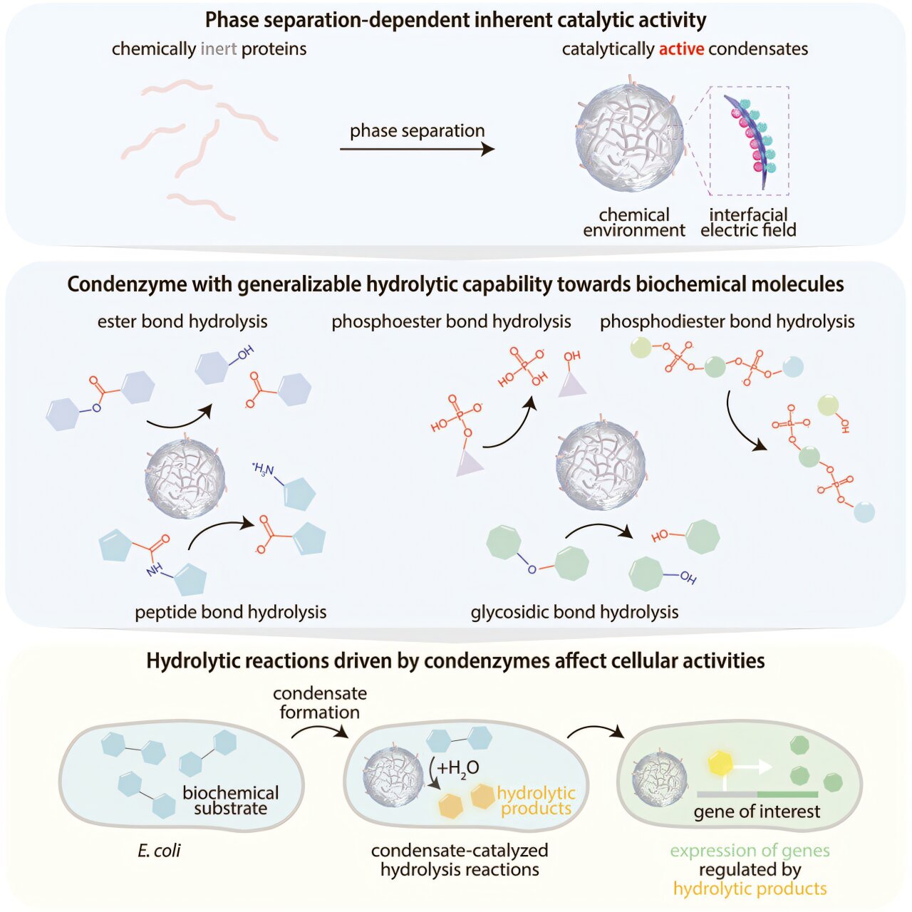 Biomolecular condensates can act as catalysts, study finds