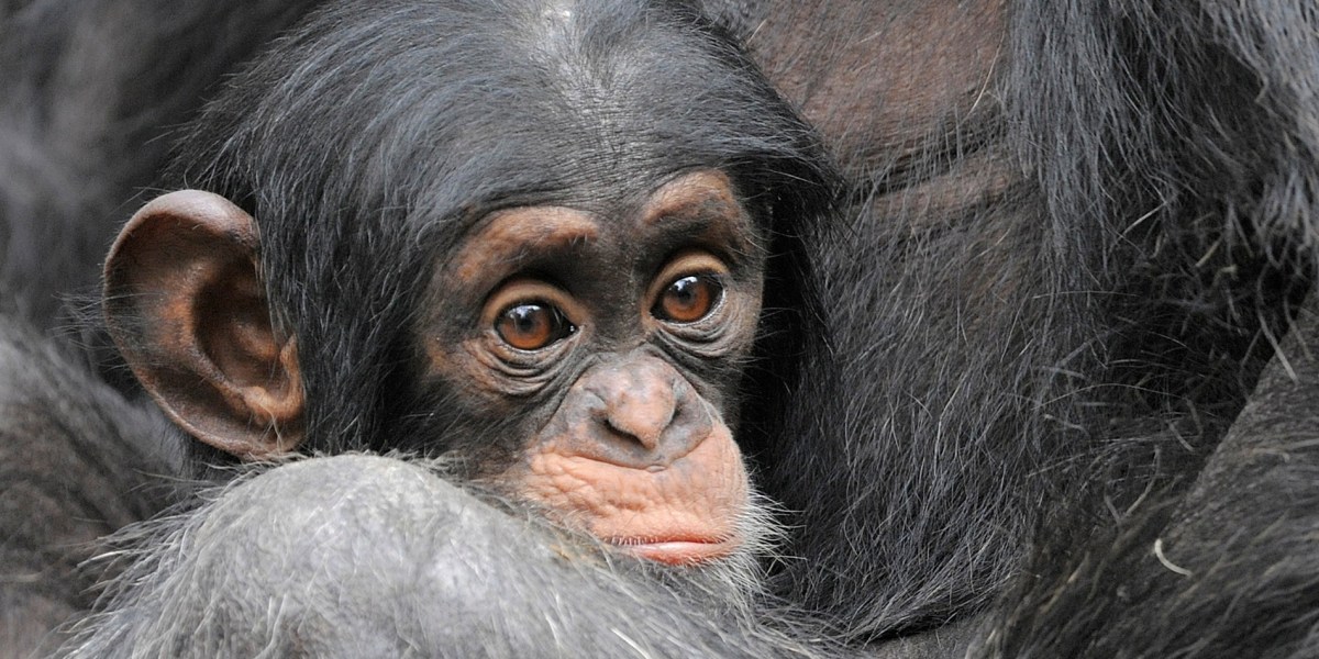 Study finds great apes laugh with a humanlike rhythm