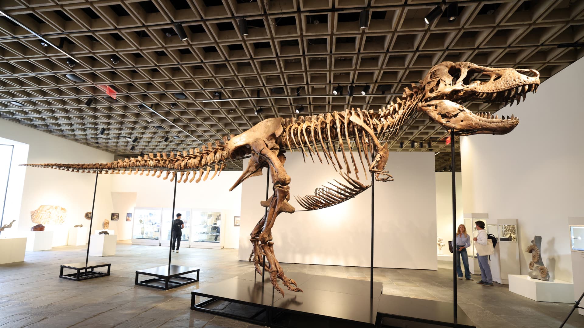 T. rex fossil fetches record $50.1 million at auction