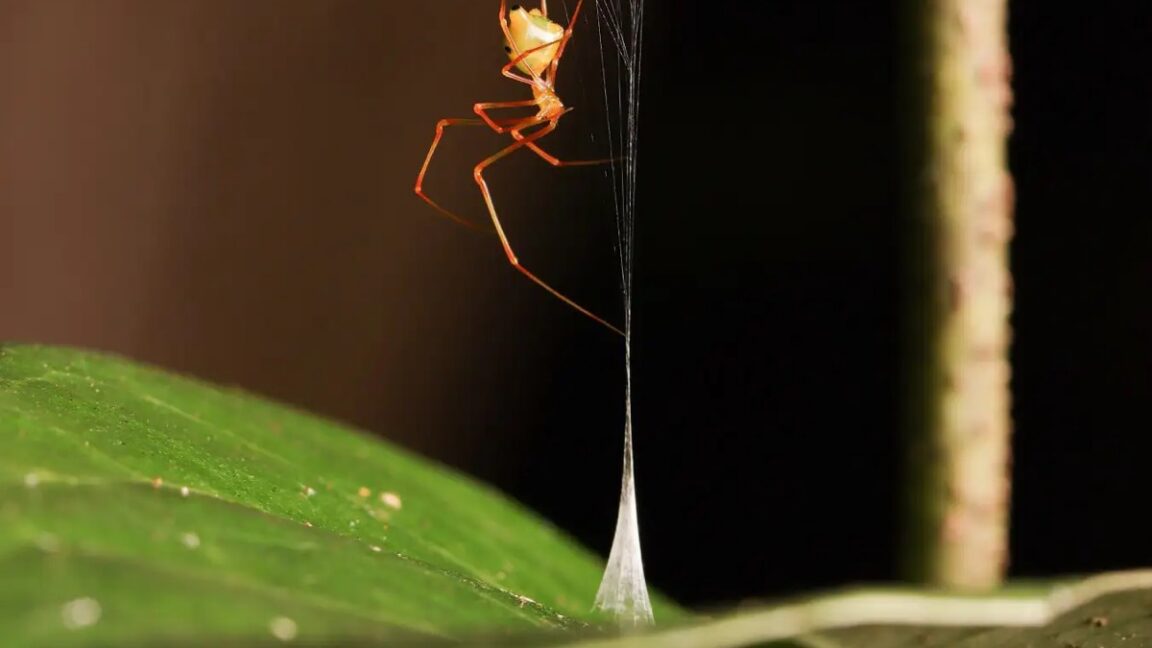 Six June studies span soccer feints, ancient scrolls and spider traps