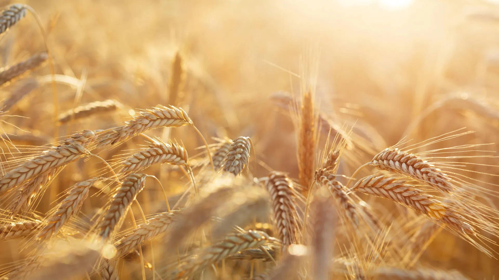 Rye pollen molecule structures confirmed after decades-long puzzle