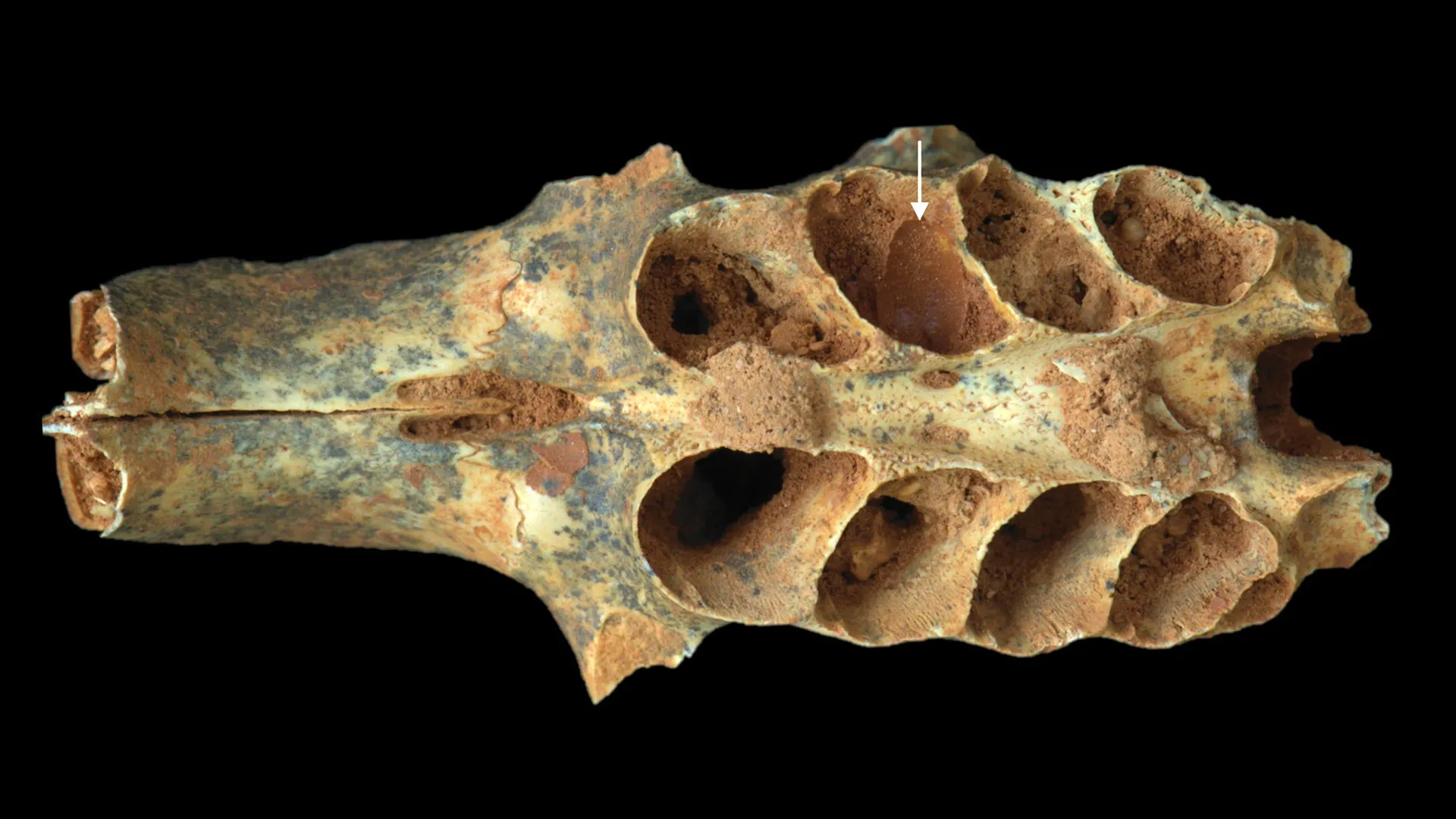 Fossil nests show ancient bees used mammal tooth sockets