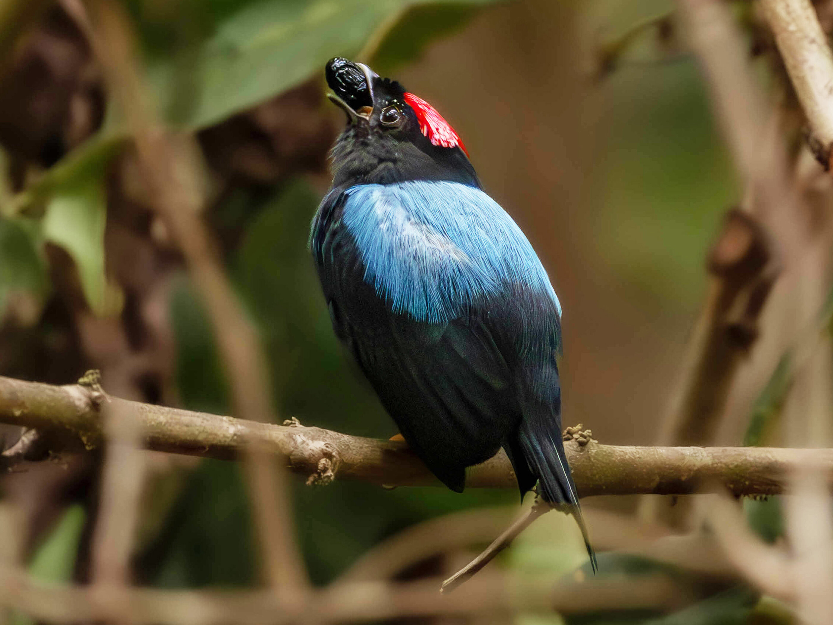 Ancient fruit diet linked to manakins’ courtship dances