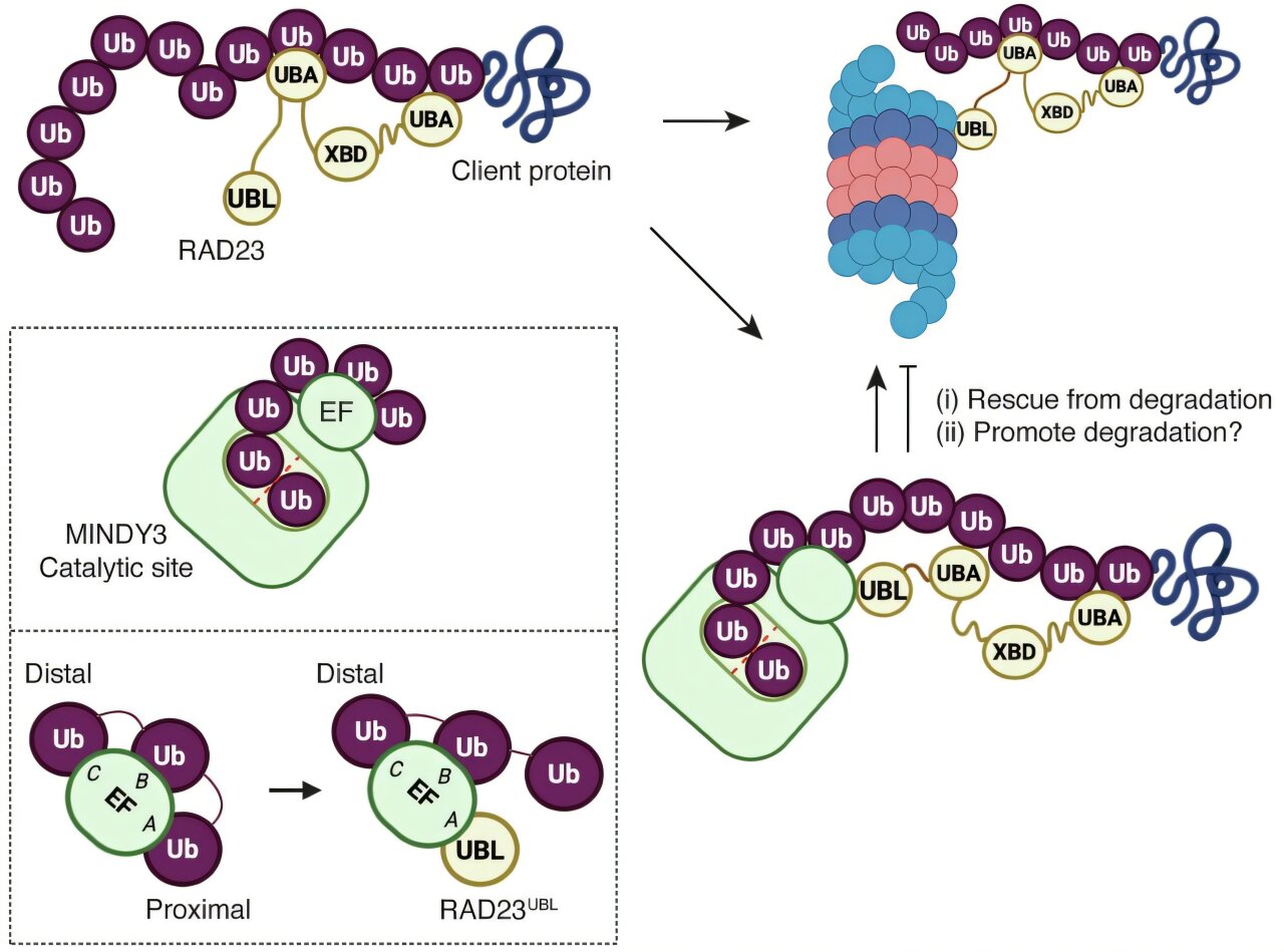 Study links MINDY3 enzyme to DNA repair and protein disposal