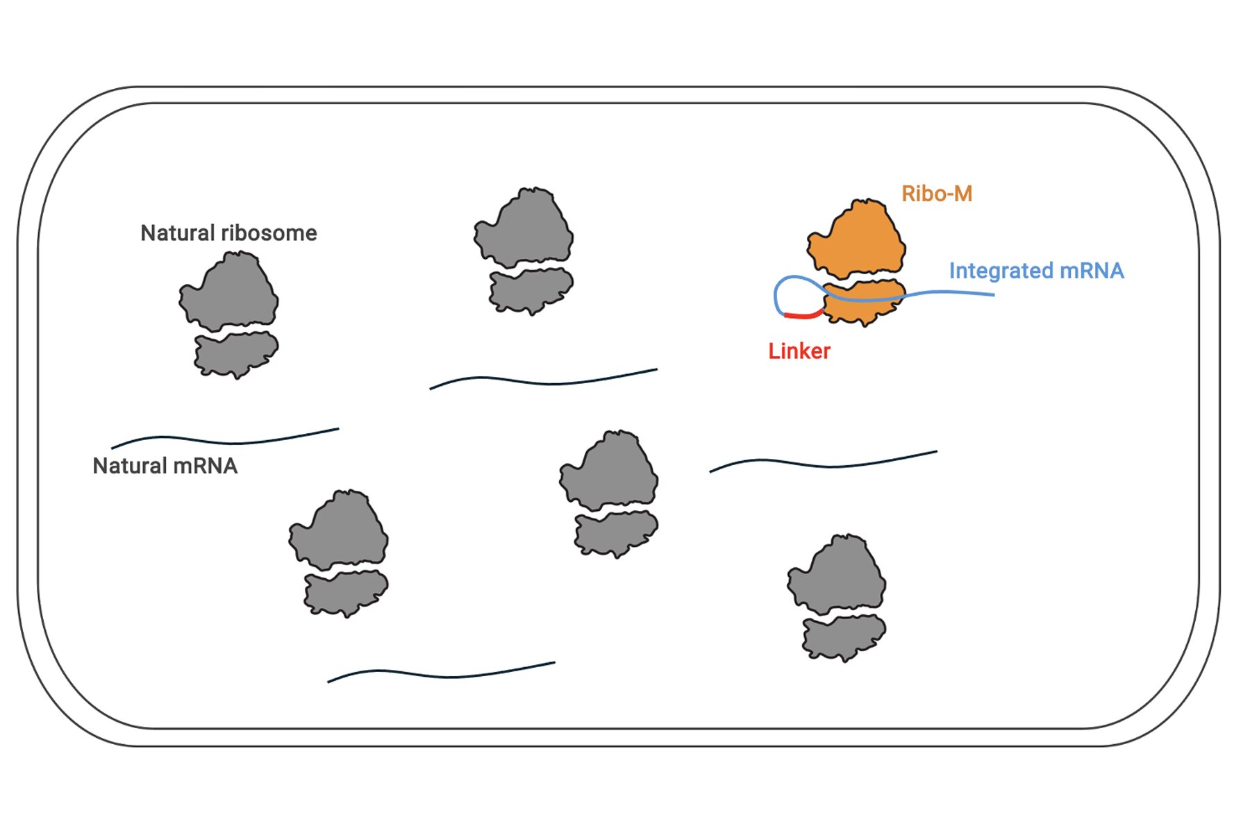 Ribo-M engineered ribosome makes proteins from its own RNA