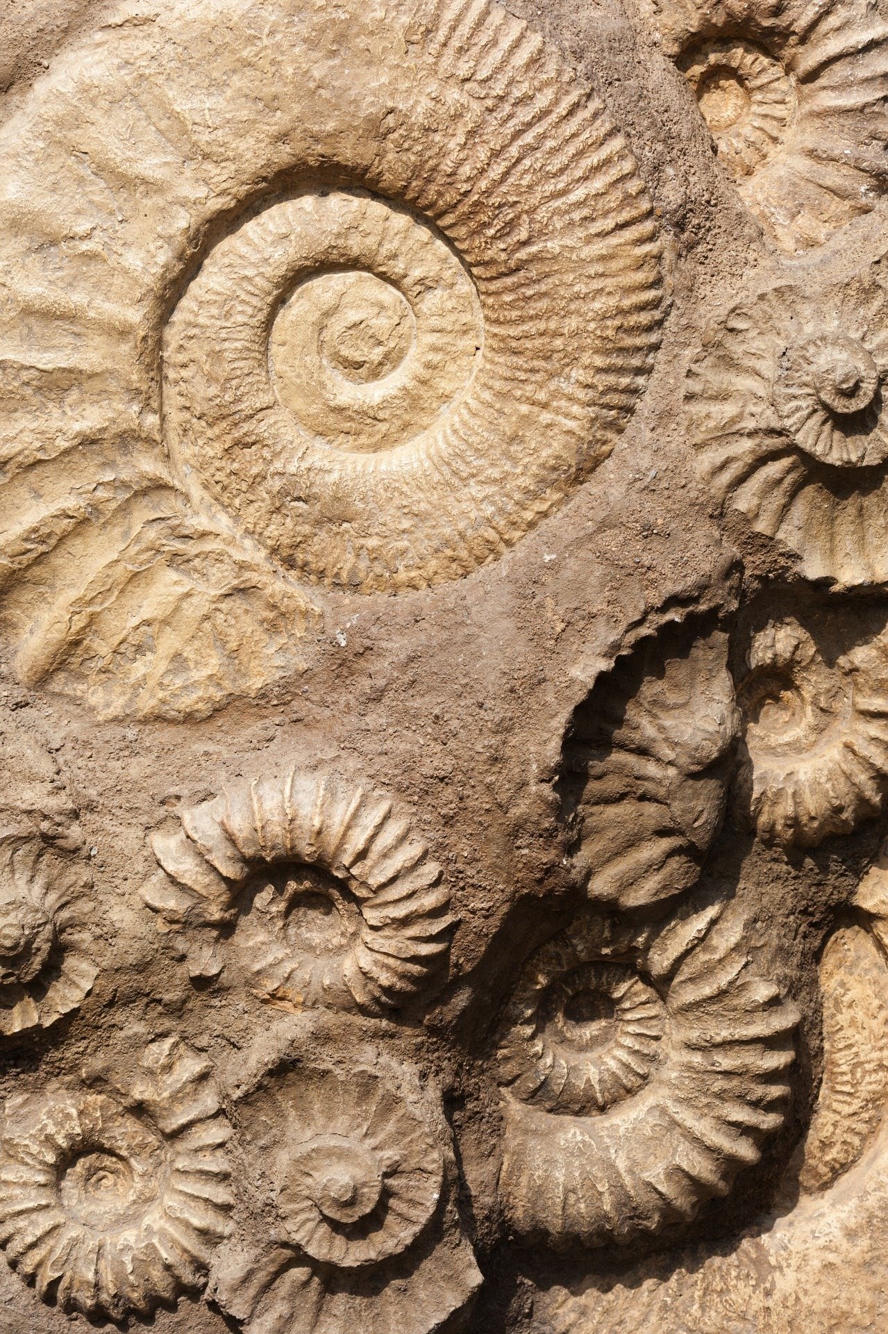 Study links mass extinctions to a race life often loses
