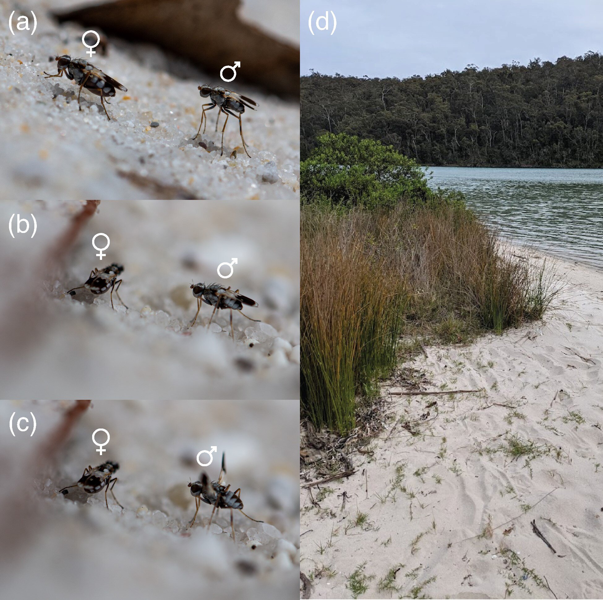 Dune fly study finds mating dances resist evolutionary change