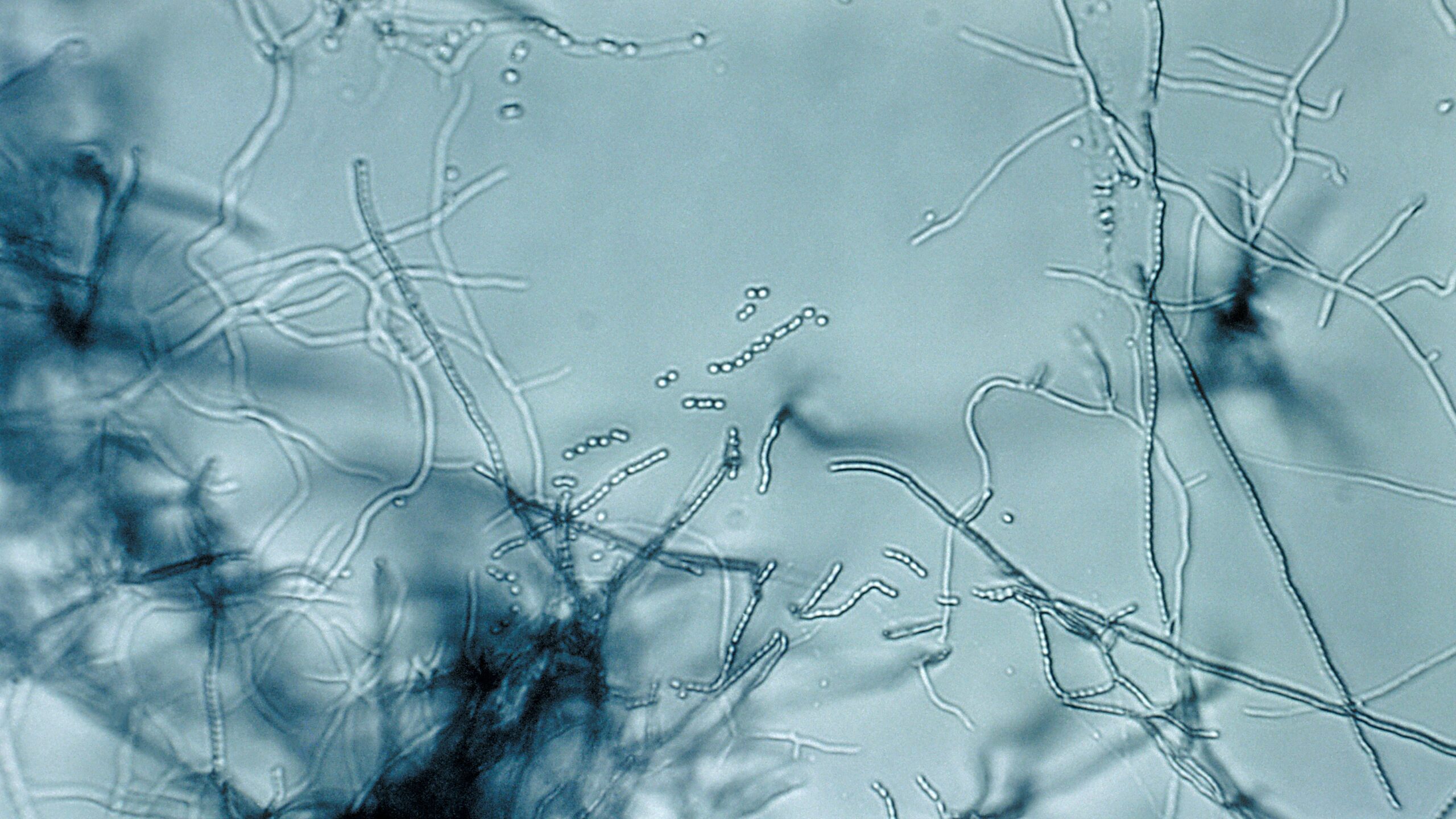 Gene megacluster points to a new route for antibiotic discovery