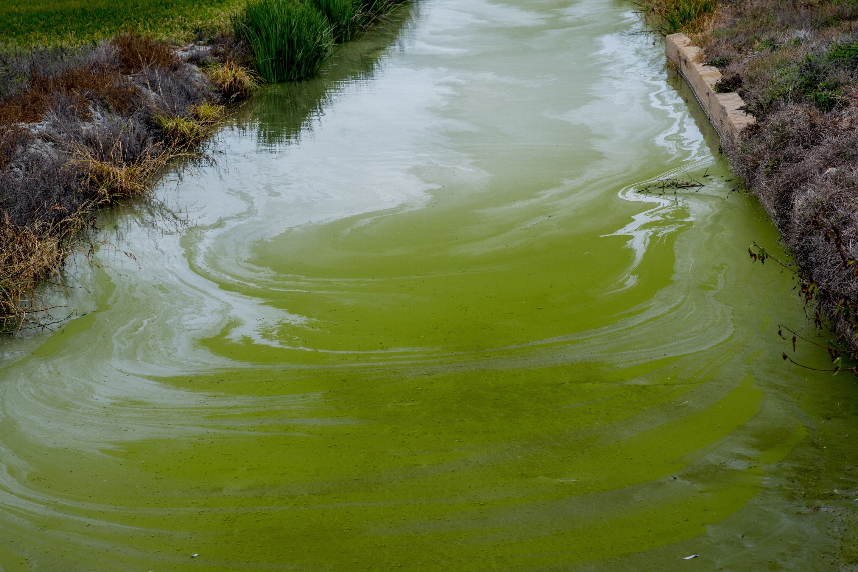 Reflecting Pool bloom highlights wider freshwater risk
