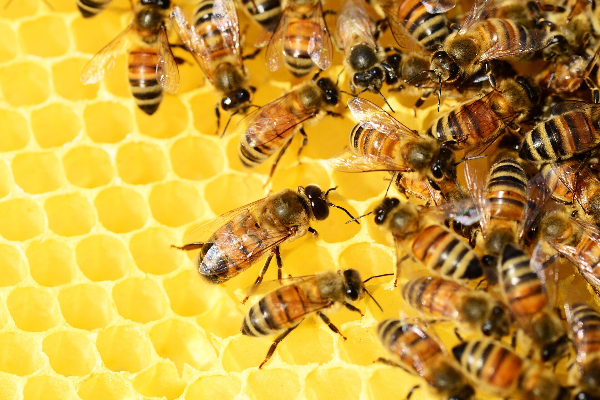 Honey bee pesticide diet study links polyunsaturated fats to survival