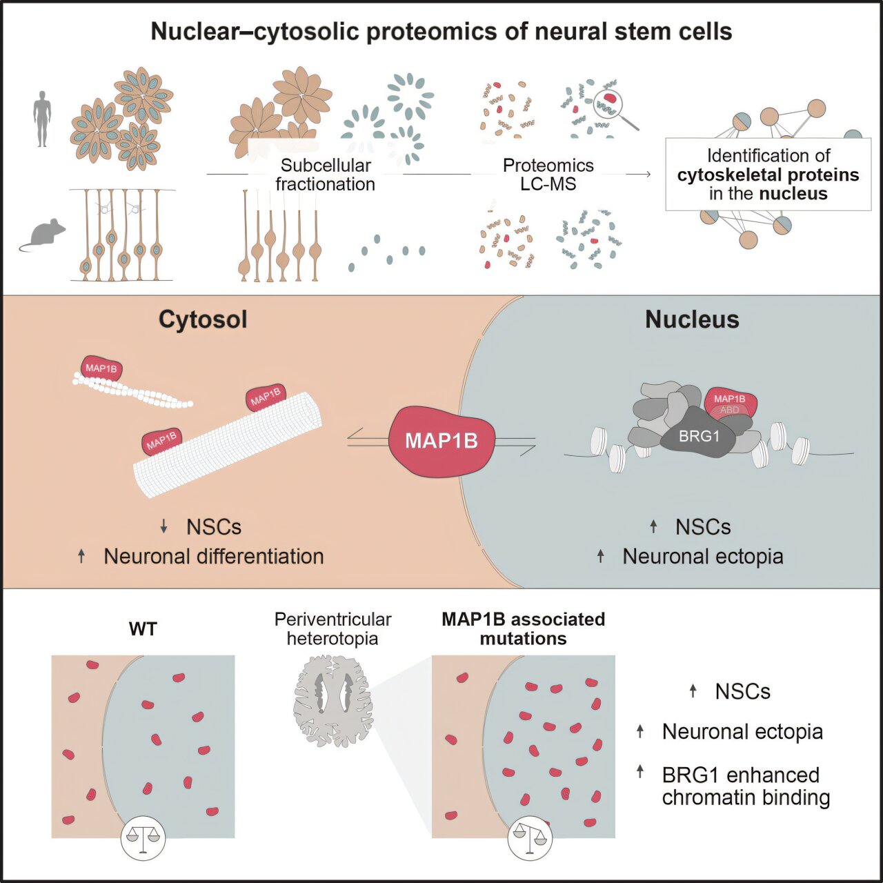MAP1B study links cell scaffold proteins to brain development timing