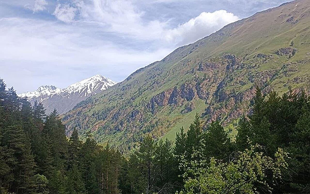 Northern Eurasia carbon sink is driven more by forest productivity than warming