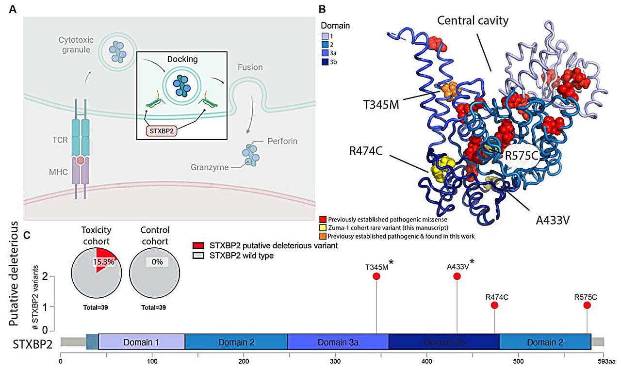 CAR-T therapy genetics linked to benefits and toxic side effects