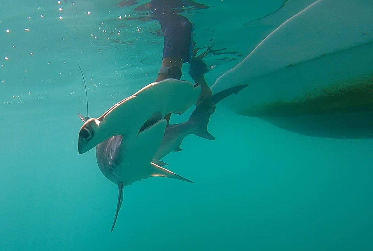 Galapagos smooth hammerhead sharks study points to possible nursery