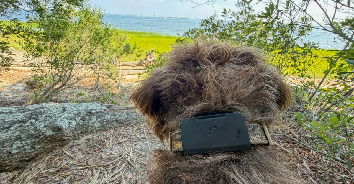 Fi Ultra adds Starlink backup to dog tracking in cell dead zones