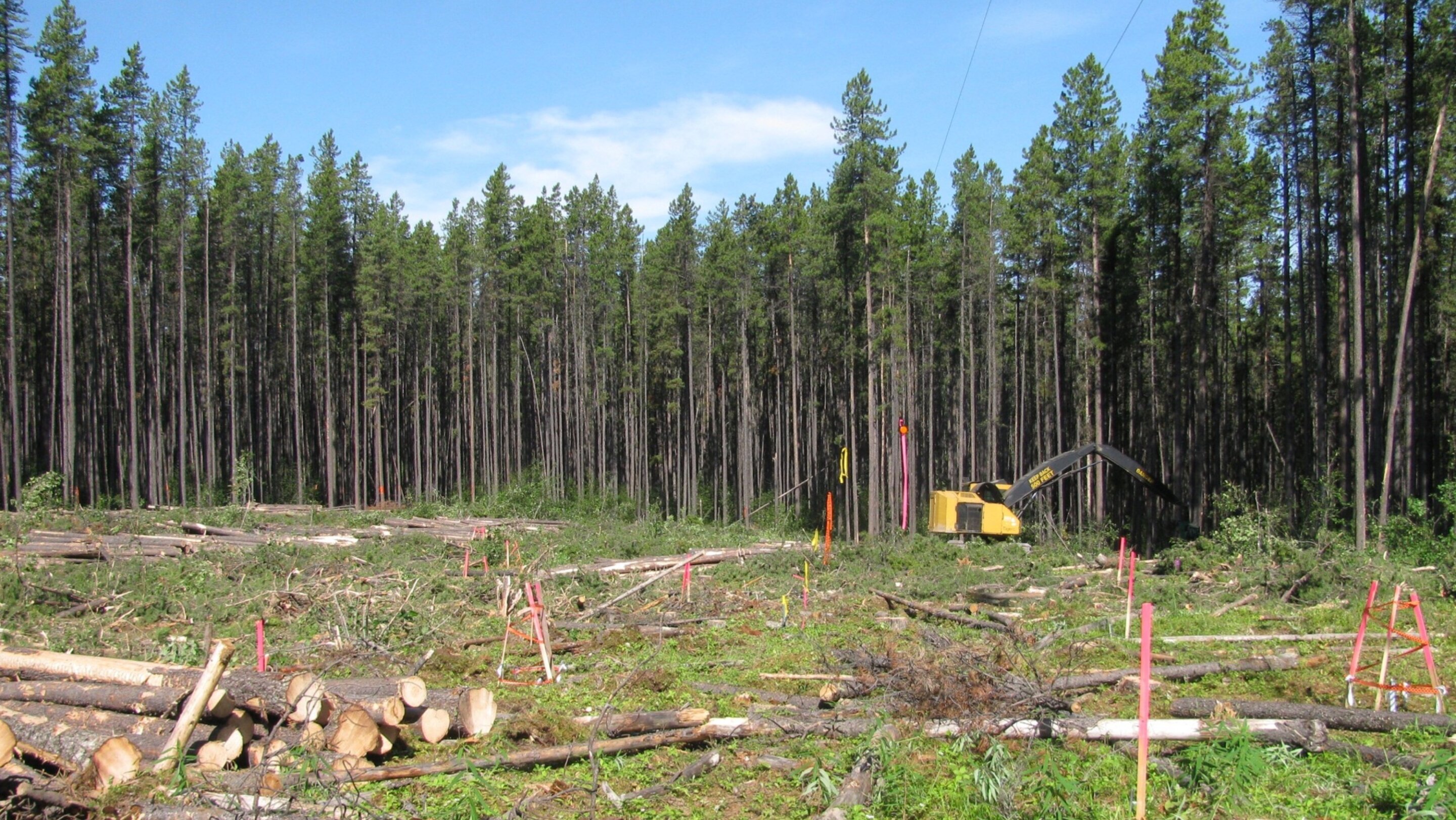 Boreal species lag logging cycles in clear-cut forests