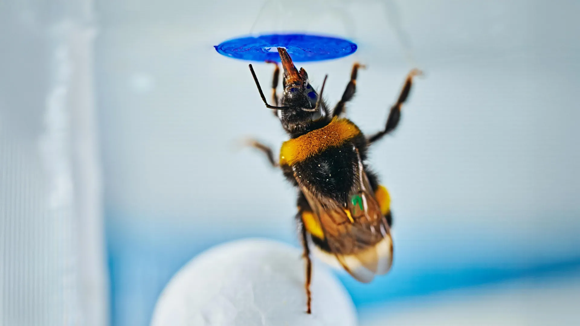 Bumble bees use ball as tool in problem-solving test