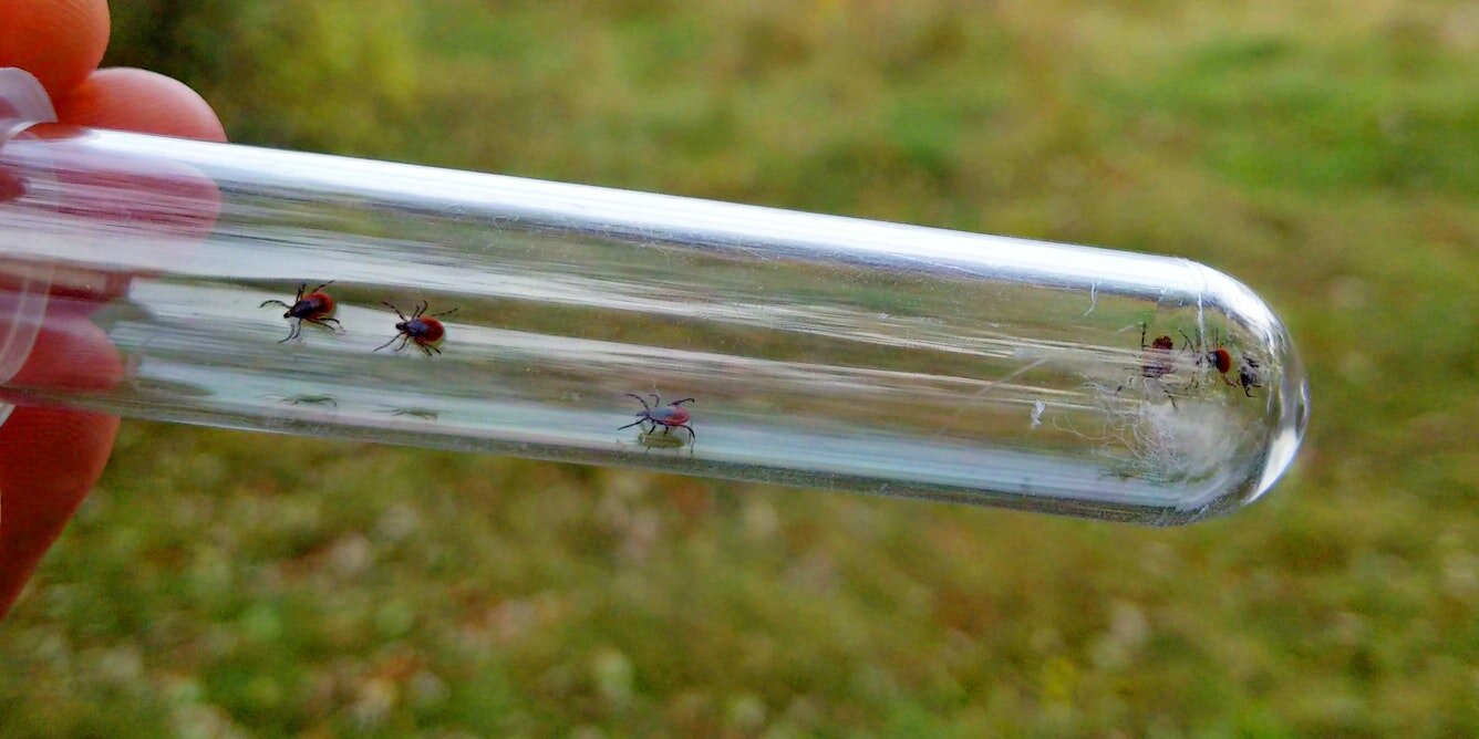 Wood chip trail borders cut blacklegged ticks in Ottawa study