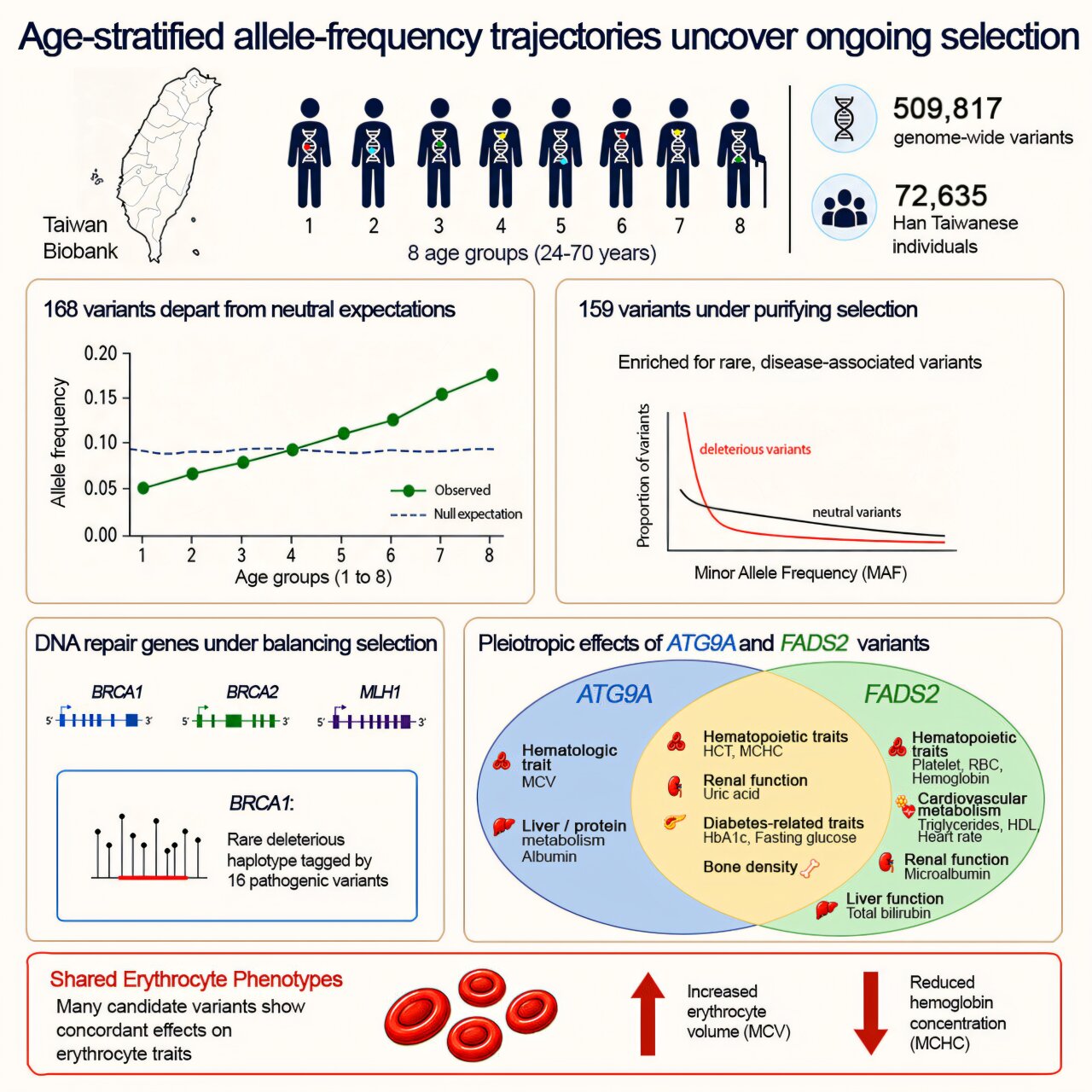Taiwan Biobank evolution study finds signs of natural selection