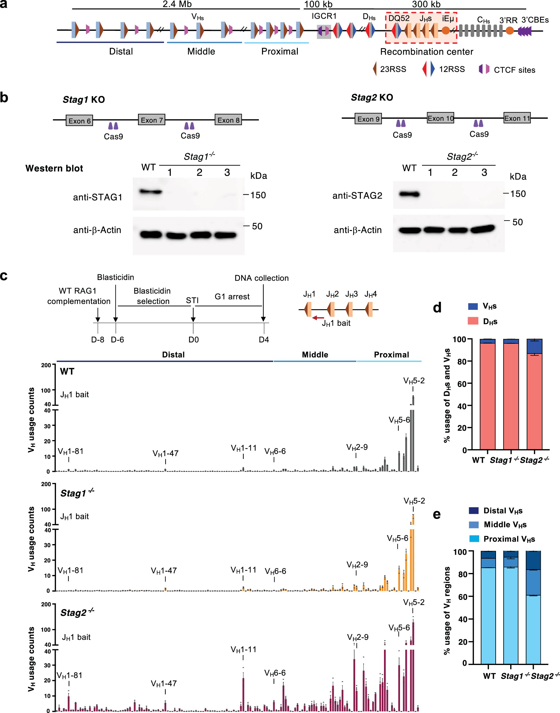 Study maps DNA-folding proteins that shape antibody diversity