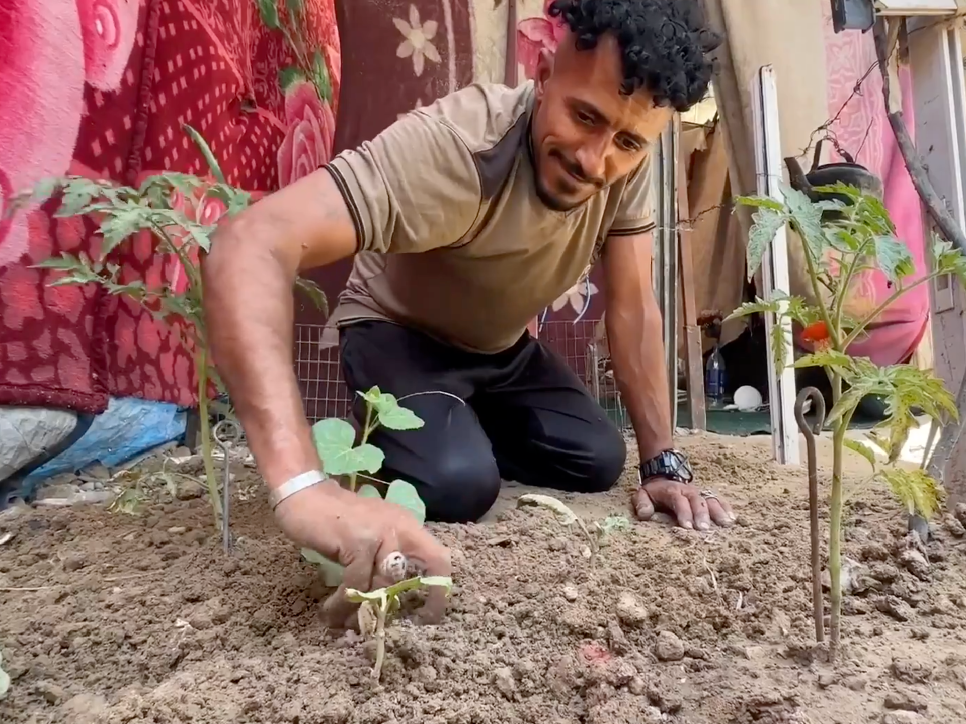 Displaced Gaza farmers plant tent-side gardens as farmland is destroyed
