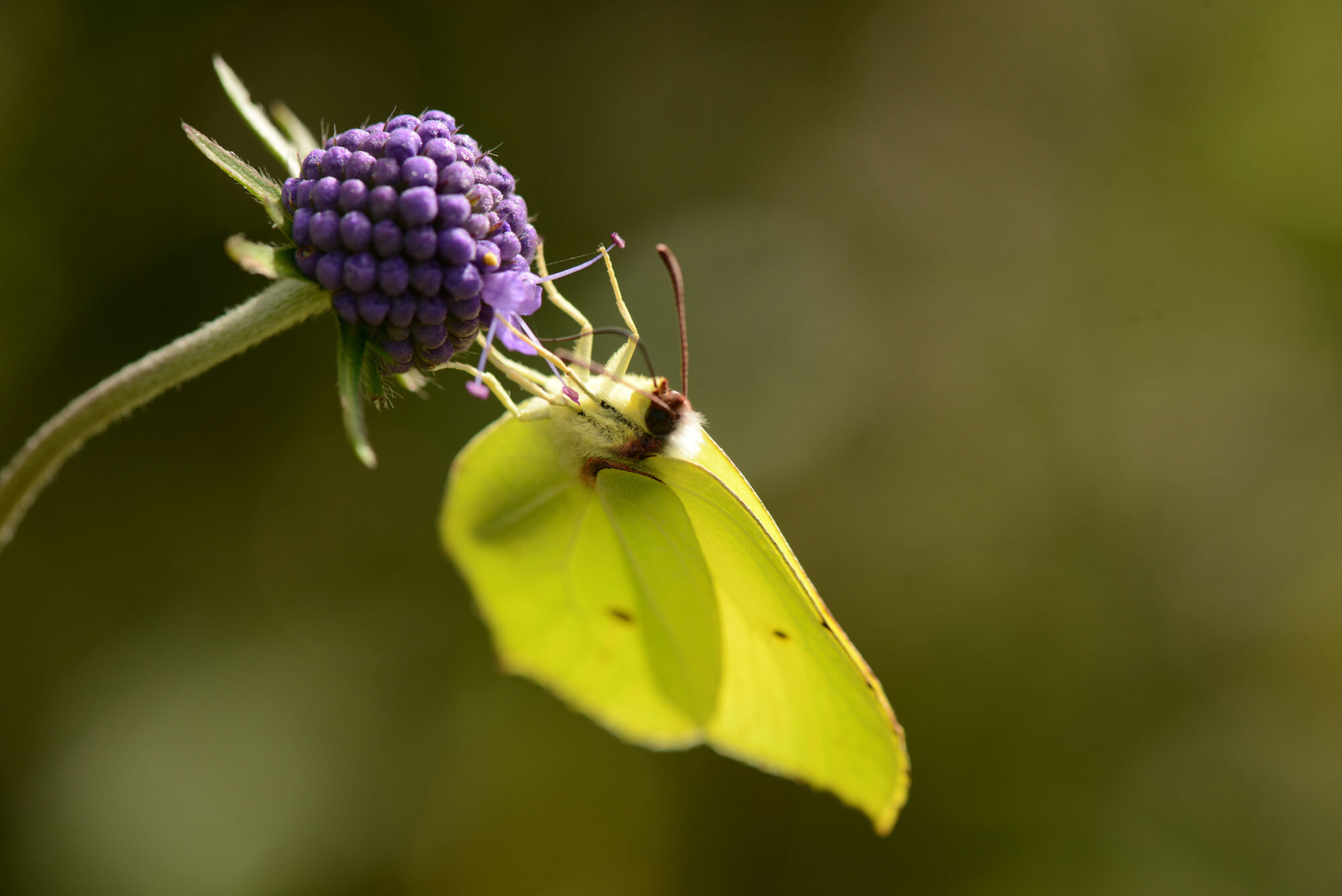 Researchers warn EU pesticide plan could weaken safety checks